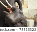 Elephant Baring Tusks 78516322