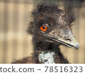 Staring Emu 78516323