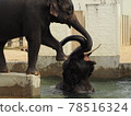 Two elephants playing together from behind 78516324