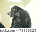 Chimpanzee kissing 78516325