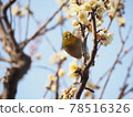 Spring has come 78516326