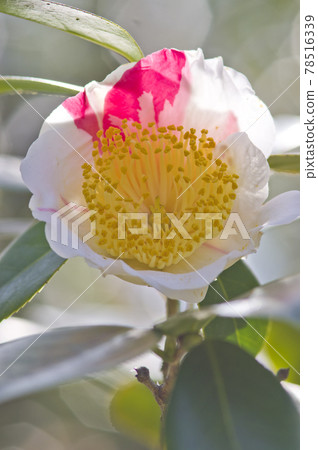 White camellia flowers are in bloom. The scientific name is Camellia japonica. 78516339