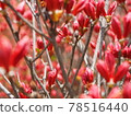 Bright red azalea buds 78516440