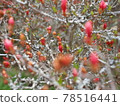 Azalea buds at their earliest stages 78516441