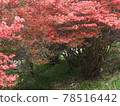 Bright red azalea buds 78516442