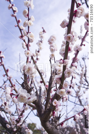 梅花樹林中的梅花盛開，映襯在藍天下。 78516690