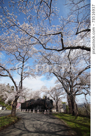 Cherry blossoms at Iwadeyama Castle Park 78516937