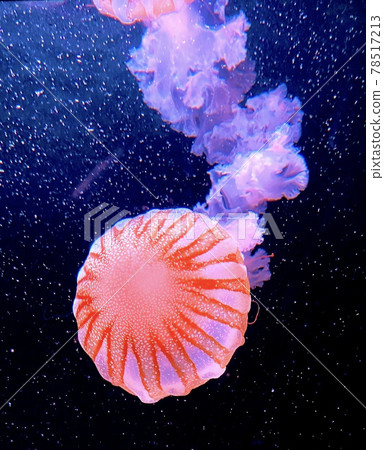 Red jellyfish swimming gracefully 78517213
