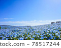 Nemophila in Hitachi Seaside Park 78517244