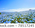 Nemophila in Hitachi Seaside Park 78517245