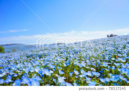 Nemophila in Hitachi Seaside Park 78517245