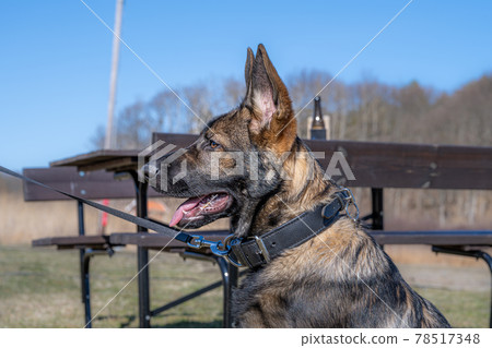 A happy four months old German Shepherd puppy looking at the camera A happy four months old German Shepherd puppy looking at the camera 78517348