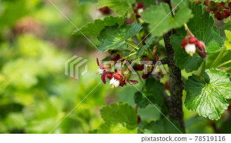 Flowers gooseberry blooming on bush branch in orchard Flowers gooseberry blooming on bush branch in orchard 78519116