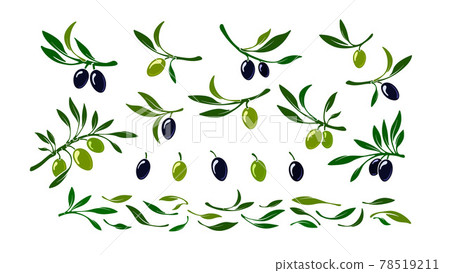 Set of olives. Vector black and green macro fruit Set of olives. Vector black and green macro fruit 78519211