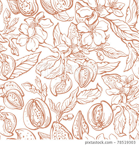 Almond seamless pattern. Vector floral background 78519303