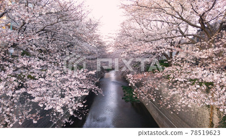 東京練馬區石神井川沿岸的櫻花樹 78519623