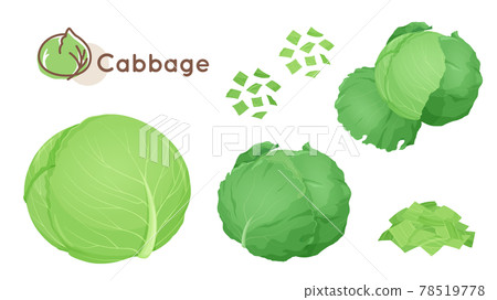 Cabbage illustration material set Cabbage illustration material set 78519778