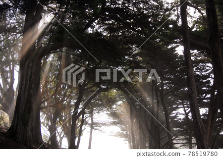 SAN FRANCISCO, CALIFORNIA, UNITED STATES - NOV 11th, 2018: Light rays through trees at Fort Mason park in Golden Gate National Recreation Area 78519780