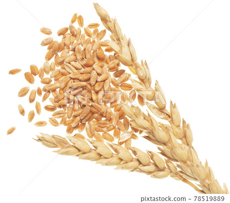 Wheat on white 78519889