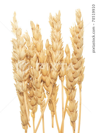 Wheat on white Wheat on white 78519910