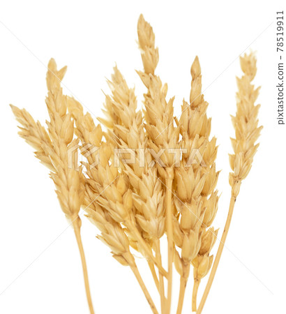 Wheat on white Wheat on white 78519911