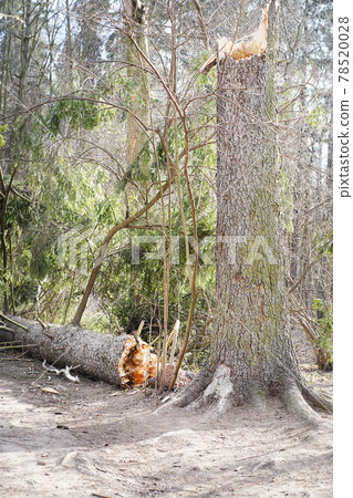 Fallen tree in the forest. Forest landscape. Fallen tree in the forest. Forest landscape. 78520028