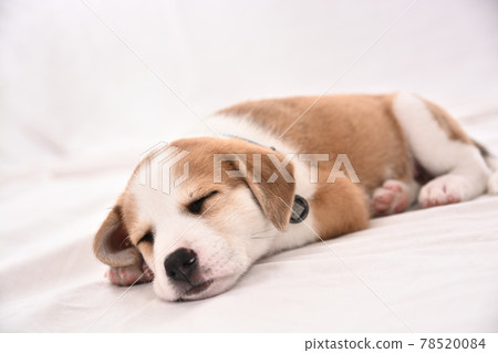 一隻小狗 78520084