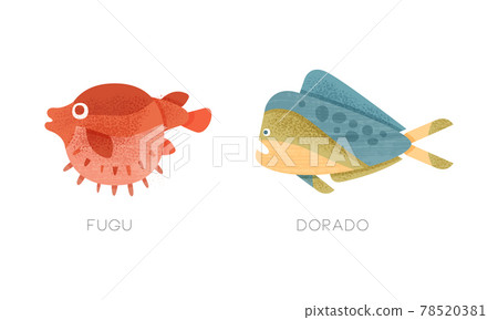 Sea Ocean Fishes Set, Fugu, Dorado Fish Flat Vector Illustration 78520381