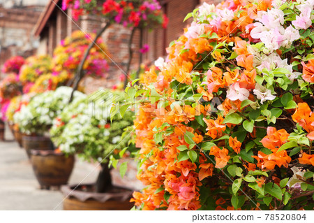 Bougainvillea, a common plant in Thailand 1/Thailand plants 78520804