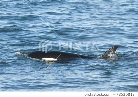Orca hunt sea lions, Patagonia , Argentina 78520812