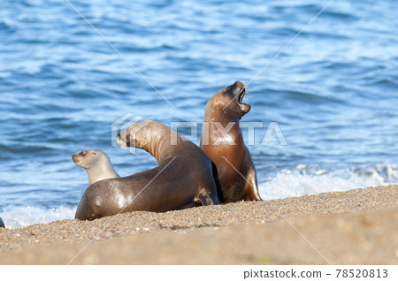 Sea lion female in colony, patagonia Argentina Sea lion female in colony, patagonia Argentina 78520813