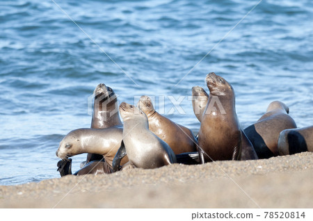Sea lion female in colony, patagonia Argentina 78520814