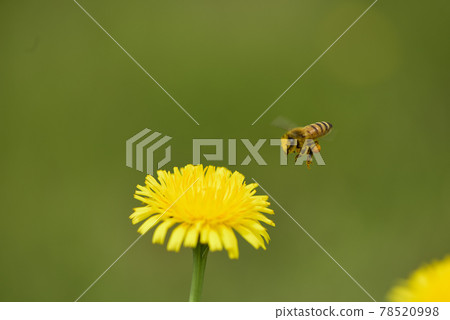 Bee on a wild flower, Patagonia 78520998