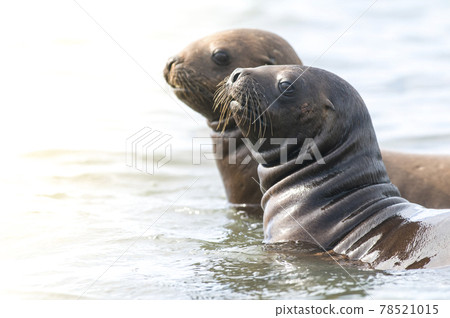 Sea Lion pup walking on a beach, Patagonia Argentina 78521015