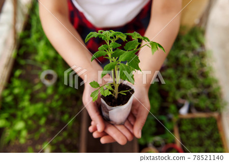 Top view of hands holding sapling of baby plant with soil grown in country greenhouse 78521140