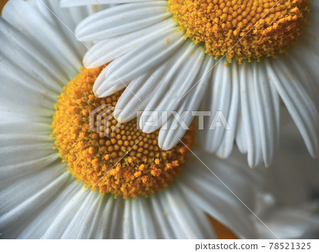 Natural background for your projects from flowers of white chamomile. Natural beauty concept. Natural background for your projects from flowers of white chamomile. Natural beauty concept. 78521325