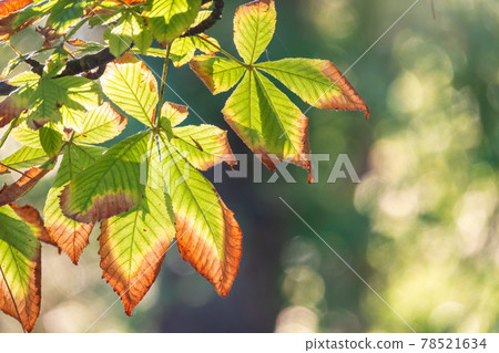 Horse chestnut leaves begin to dry and curl at edges due to heat and drought. The color of leaf changes smoothly from green to yellow and then to brown. Early autumn. Selective focus. Horse chestnut leaves begin to dry and curl at edges due to heat and drought. The color of leaf changes smoothly from green to yellow and then to brown. Early autumn. Selective focus. 78521634