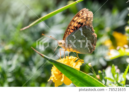Butterfly Vanessa cardui sits on a yellow flower and drinks nectar with its proboscis. Painted lady butterfly. 78521635