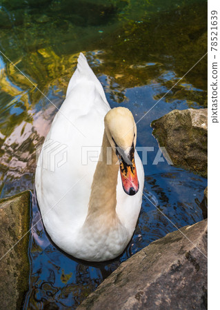 A graceful white swan swimming on a lake with dark green water. The white swan is reflected in the water 78521639