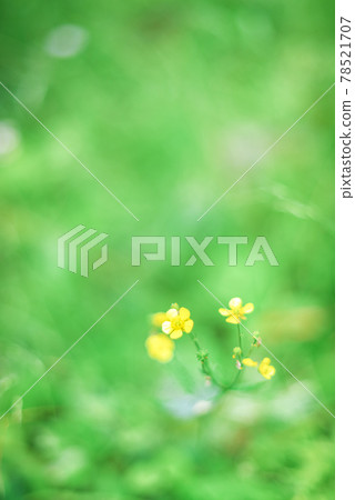 Yellow wood sorrel flowers surrounded by bokeh 78521707