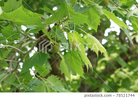 Young fruit of the plane tree 78521744