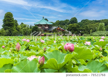 Benten和蓮花 78521768