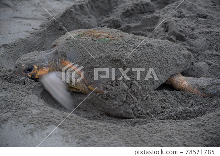 Spawning of loggerhead turtle 78521785