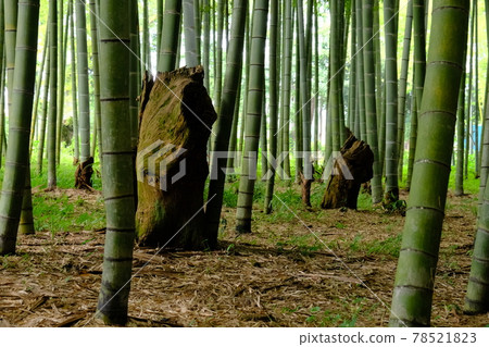 Decaying stump in a bamboo forest 78521823