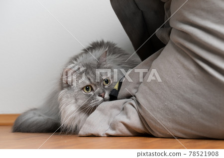 playful british longhair cat hiding behind bean bag playful british longhair cat hiding behind bean bag 78521908