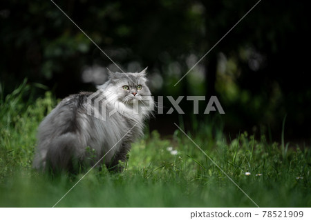 gray british longhair cat standing on green meadow outdoors in nature 78521909