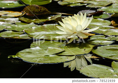 黃色蓮花 黃色蓮花 78521939