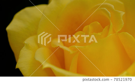 rose	 78521970