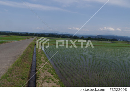 Paddy field Paddy field 78522098