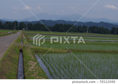 Paddy field Paddy field 78522099